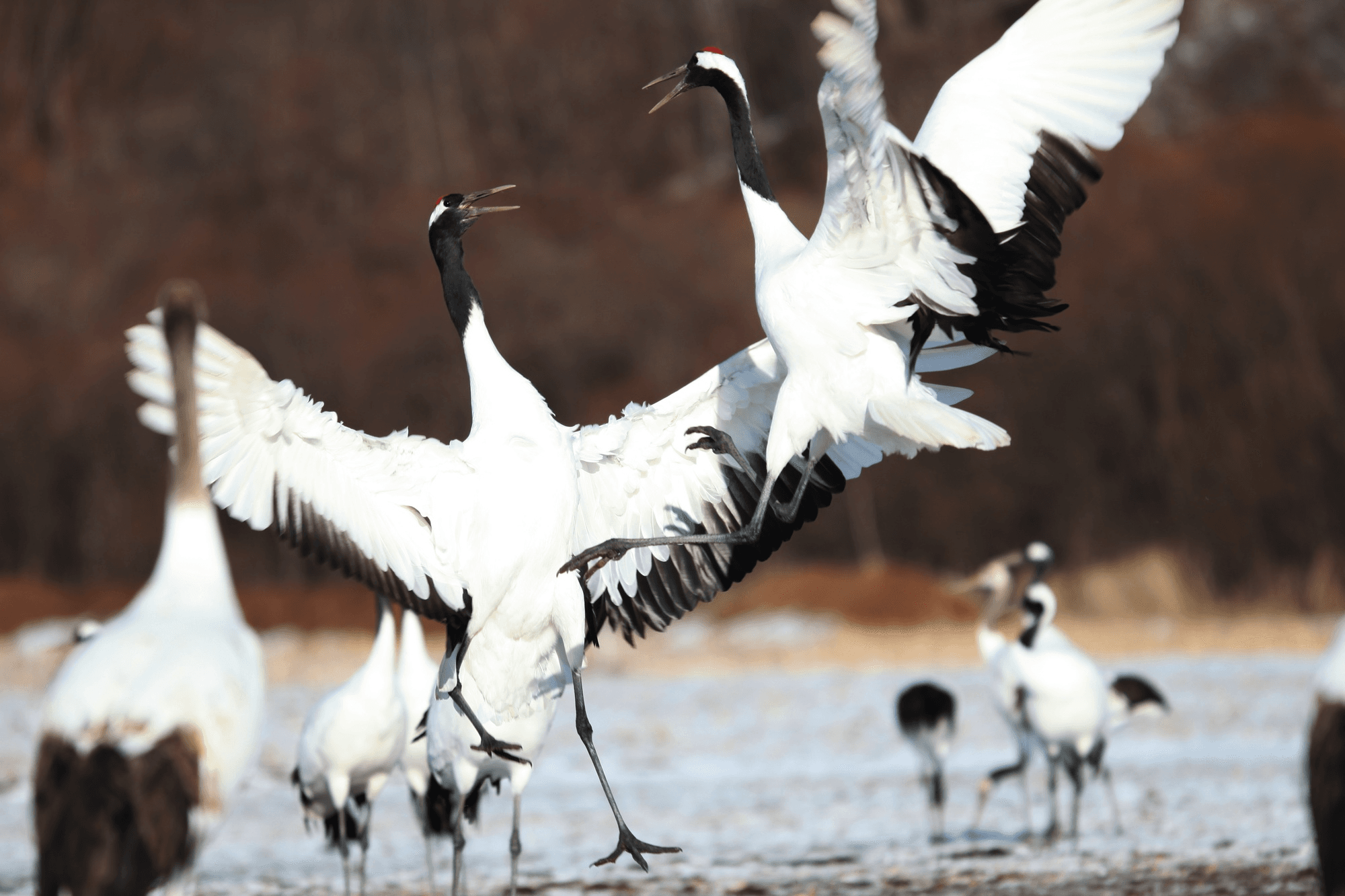 Crane Sanctuary