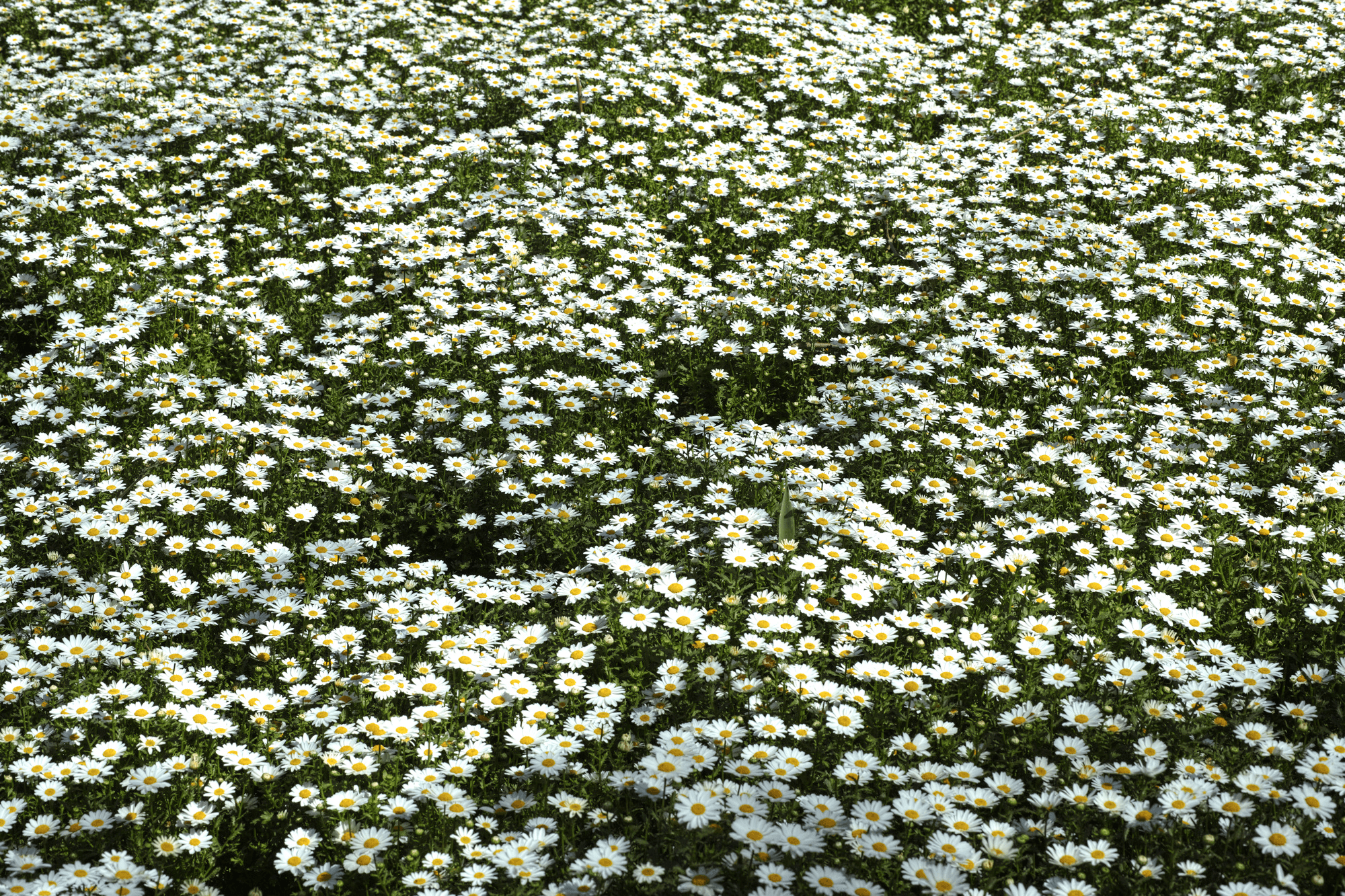 Daisy Garden